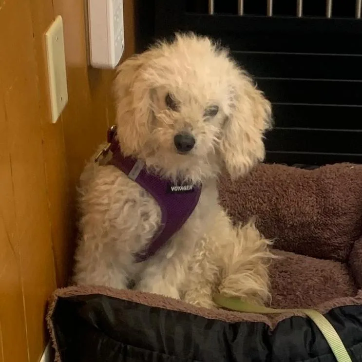 A young small-sized female White / Cream Miniature Poodle dog named Chantilly for adoption in San Pablo, CA