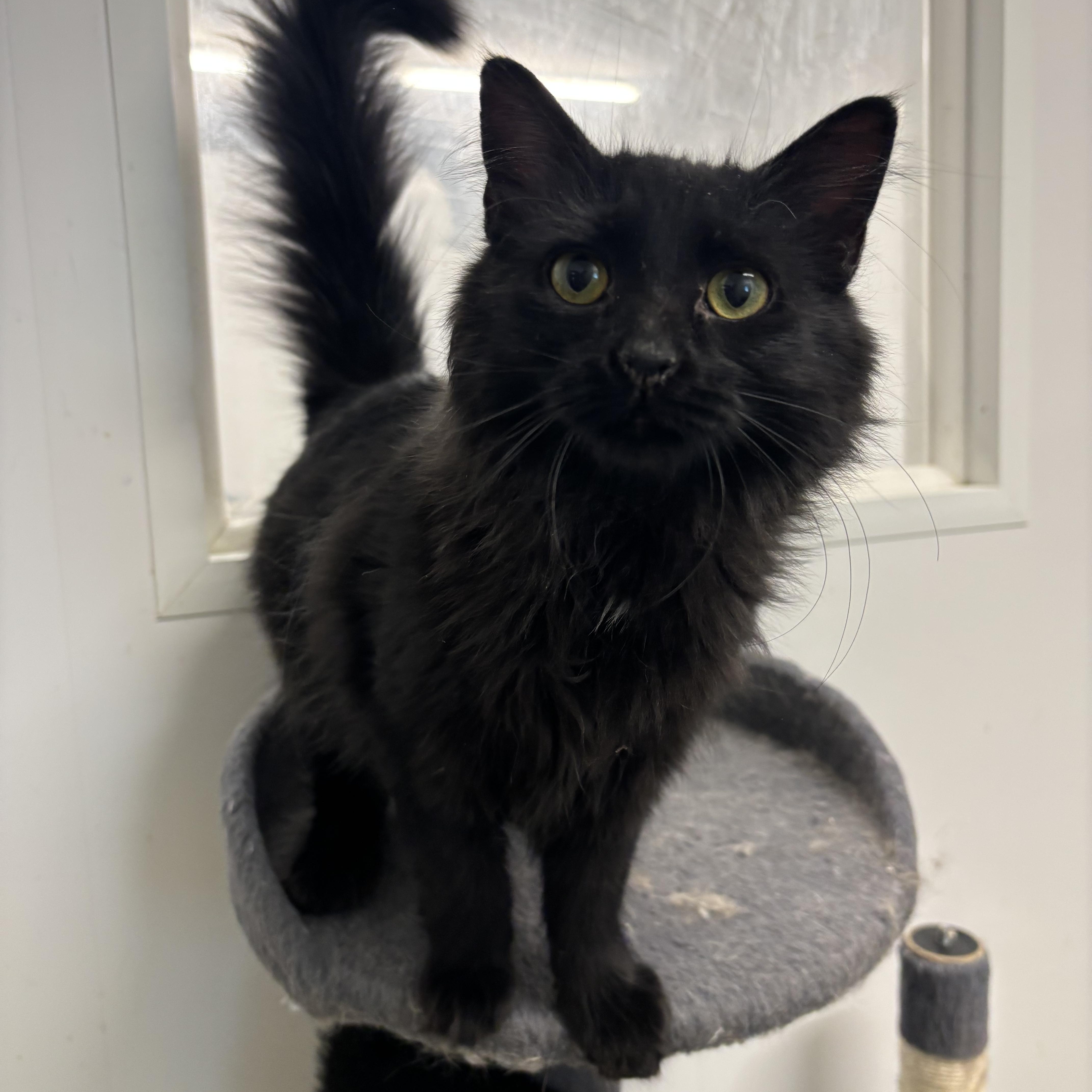 Portobella thumbnail 2