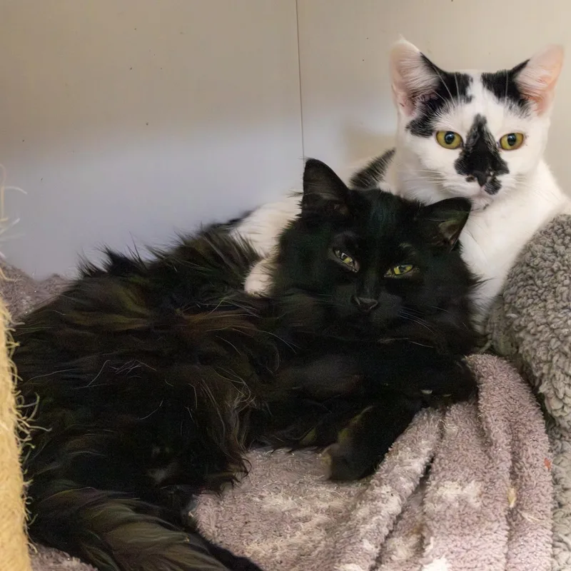 Portobella thumbnail 3