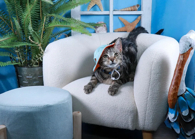 A baby medium-sized female Tabby (Gray / Blue / Silver) Tabby cat named Nooki for adoption in Parker, TX