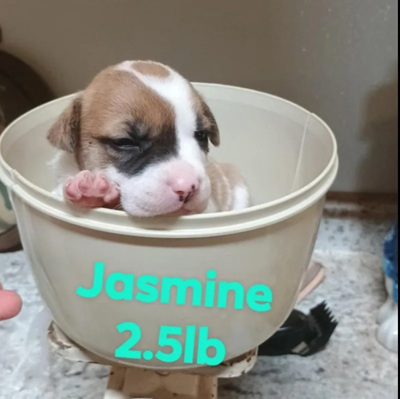 Disney Girlsjasmine  Pocahantas