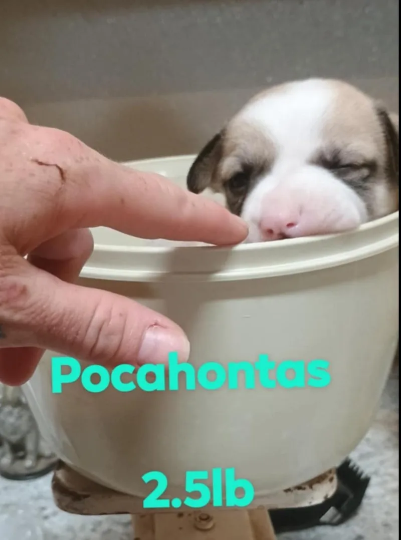 Disney Girlsjasmine  Pocahantas thumbnail 3