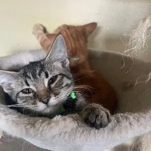 Thomas