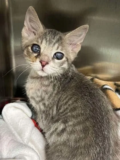 A baby small-sized female Domestic Short Hair cat named Ms. Beans for adoption in Memphis, TN