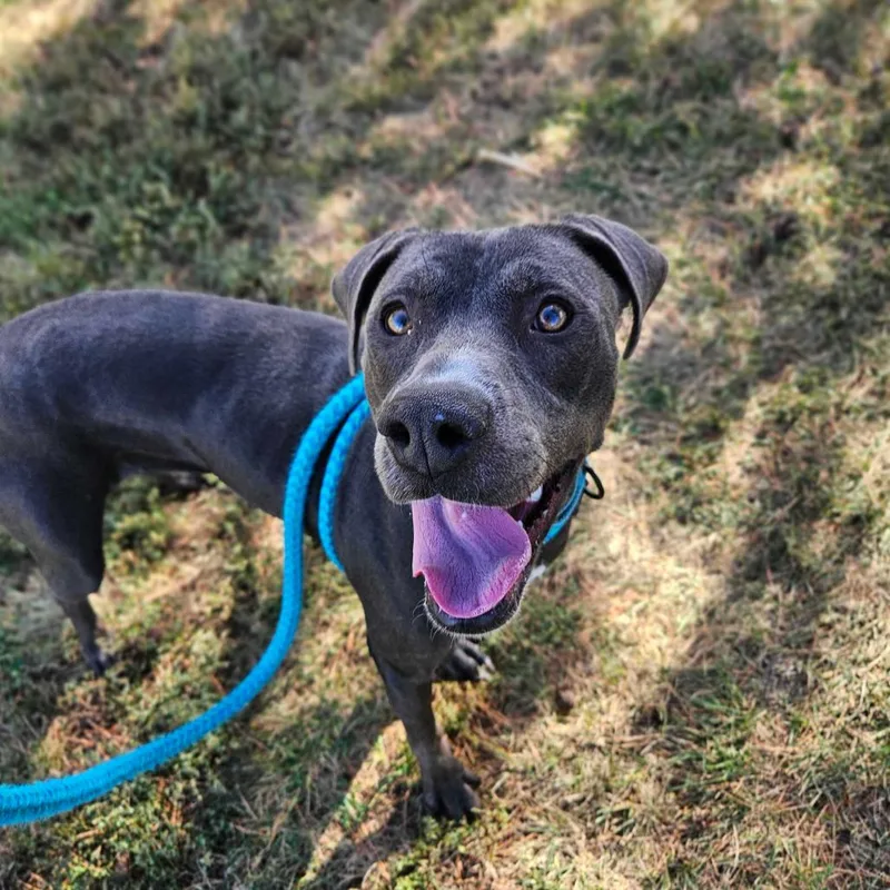 Folie A Deux thumbnail 2