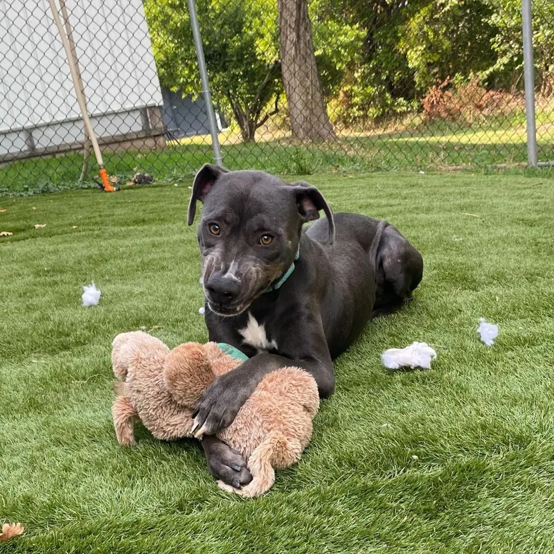 Folie A Deux thumbnail 3