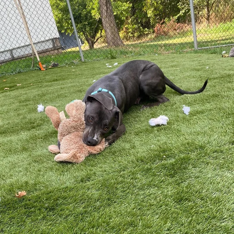 Folie A Deux thumbnail 4