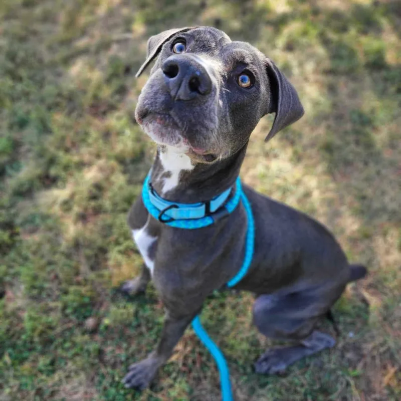 Folie A Deux thumbnail 5