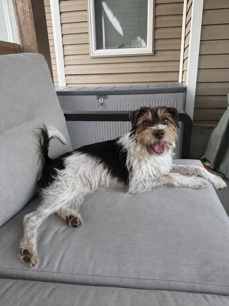 An adult small-sized male Tricolor (Brown, Black, & White) Parson Russell Terrier dog named Clifford for adoption in Grand Island, NE
