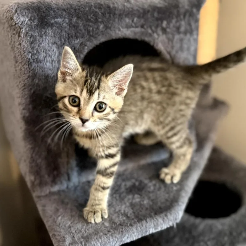 A baby small-sized female Brown / Chocolate Domestic Short Hair cat named Ava for adoption in Carmel, IN