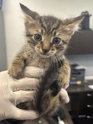 A baby small-sized male Domestic Short Hair cat named Fernando for adoption in West Chester, PA