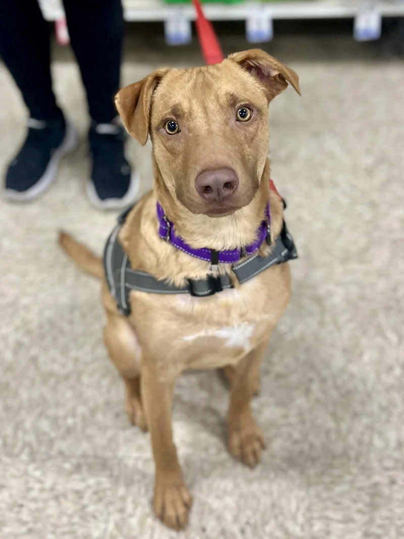 Gummi Bear thumbnail 2