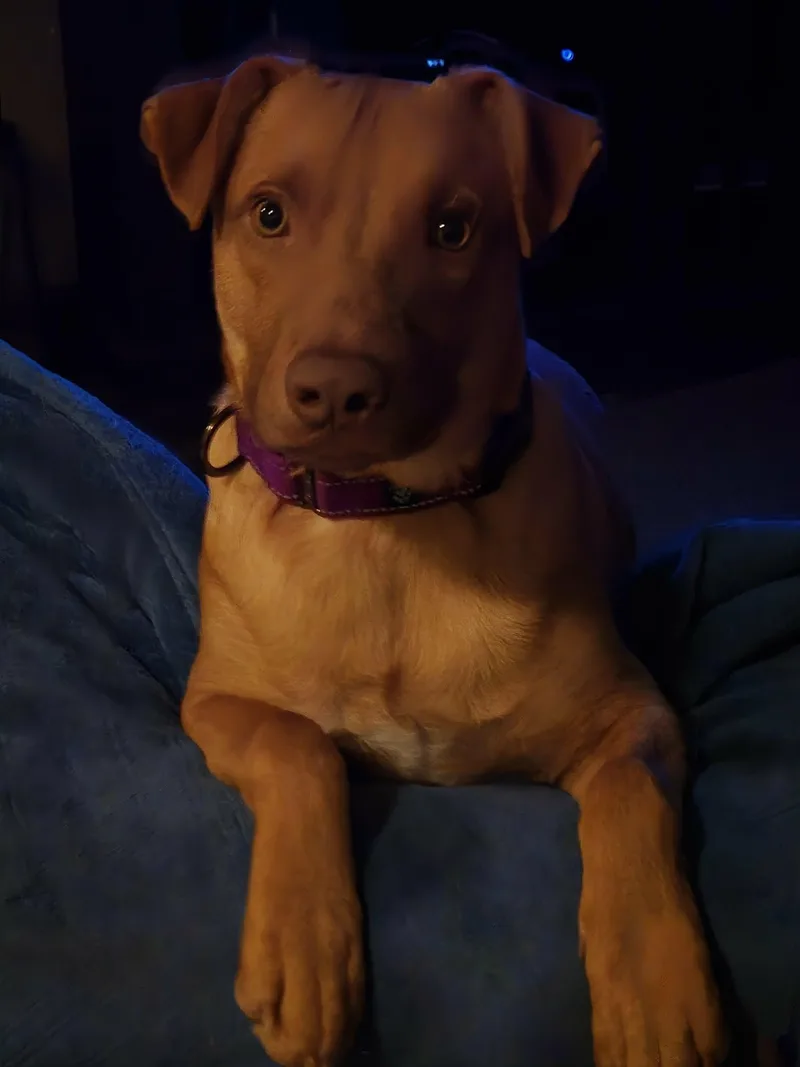 Gummi Bear thumbnail 3