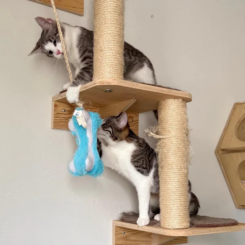 A baby small-sized female Gray / Blue / Silver Domestic Short Hair cat named Delta for adoption in Gibsonia, PA