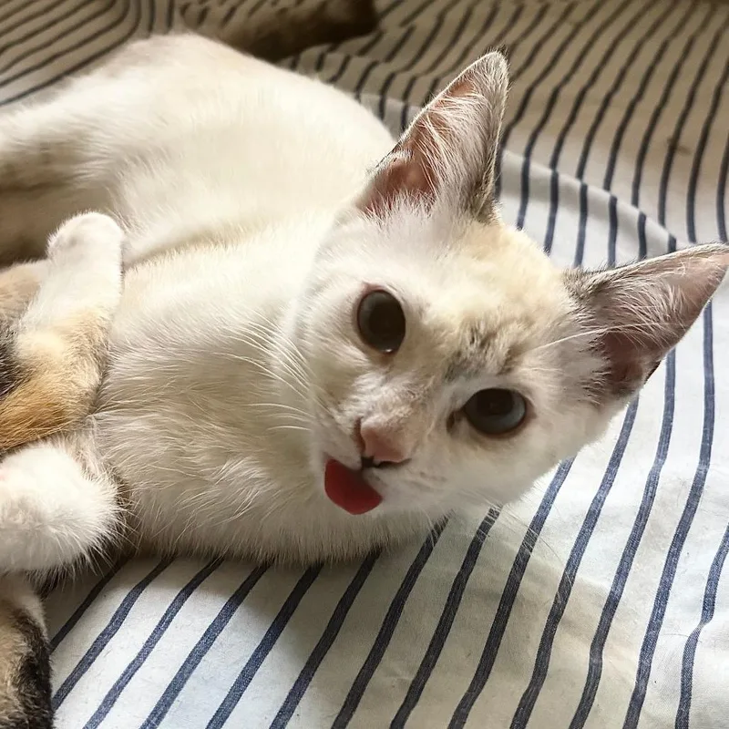 A young small-sized female Siamese cat named Blossom for adoption in Los Angeles, CA