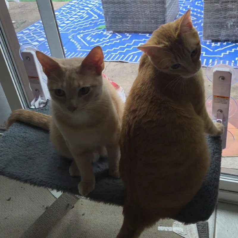 A young large-sized male Buff / Tan / Fawn Domestic Short Hair cat named Merle for adoption in Columbia, MO