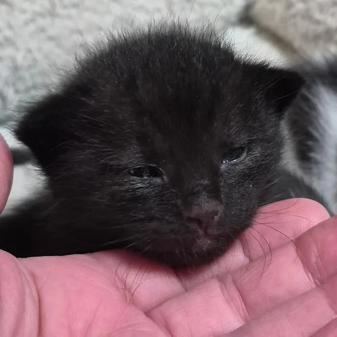 A baby small-sized male Black Domestic Short Hair cat named Bear for adoption in Layton, UT