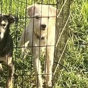 An adult small-sized male Terrier dog named Lucky for adoption in Prospect, KY
