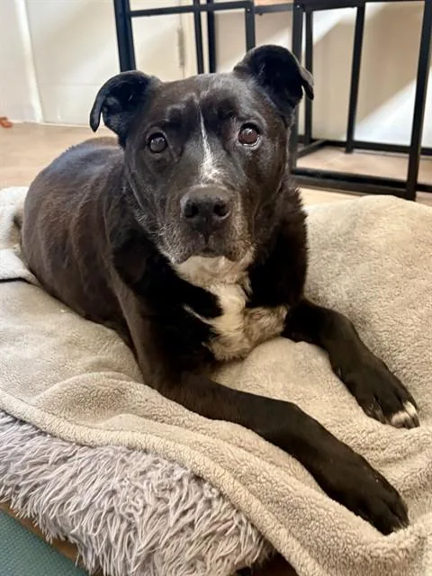 A senior large-sized male Pit Bull Terrier dog named Bully for adoption in Albuquerque, NM