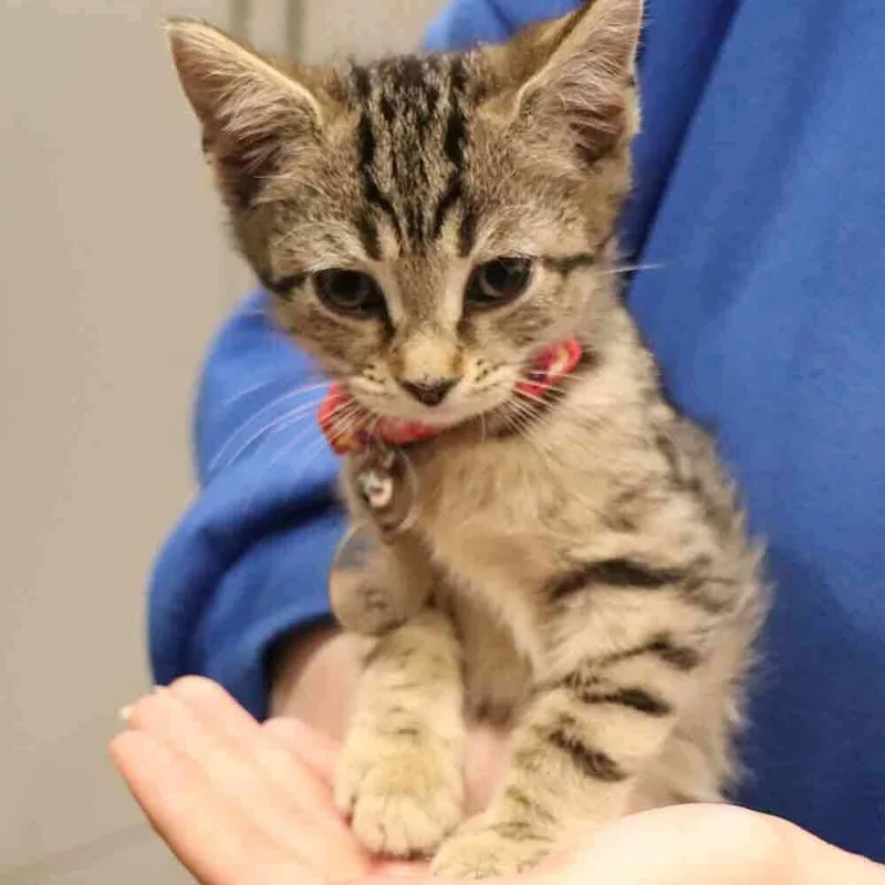 A baby small-sized female Domestic Short Hair cat named Carol for adoption in Port Washington, NY