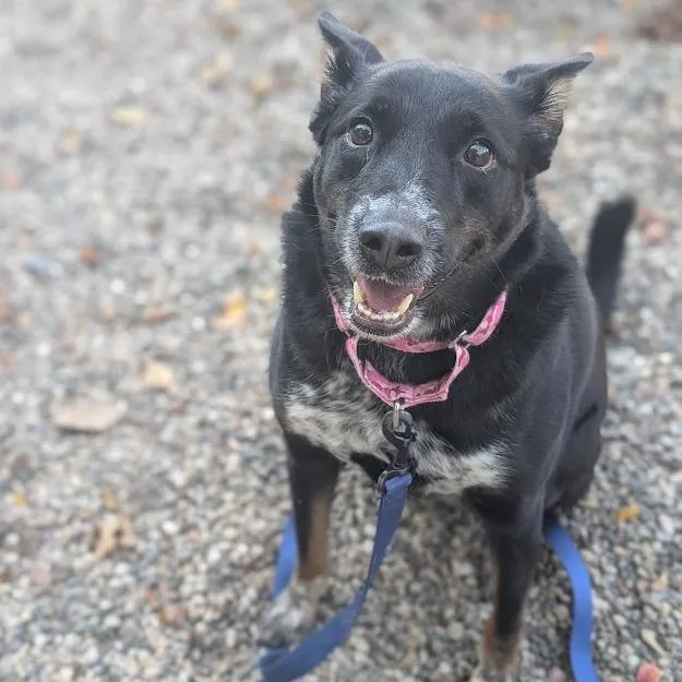 An adult large-sized female Mixed Breed dog named Lola for adoption in West Olive, MI