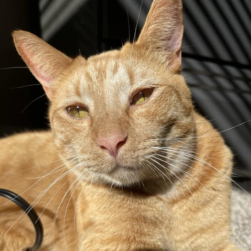 An adult extra large-sized male Domestic Short Hair cat named Archie for adoption in West Palm Beach, FL
