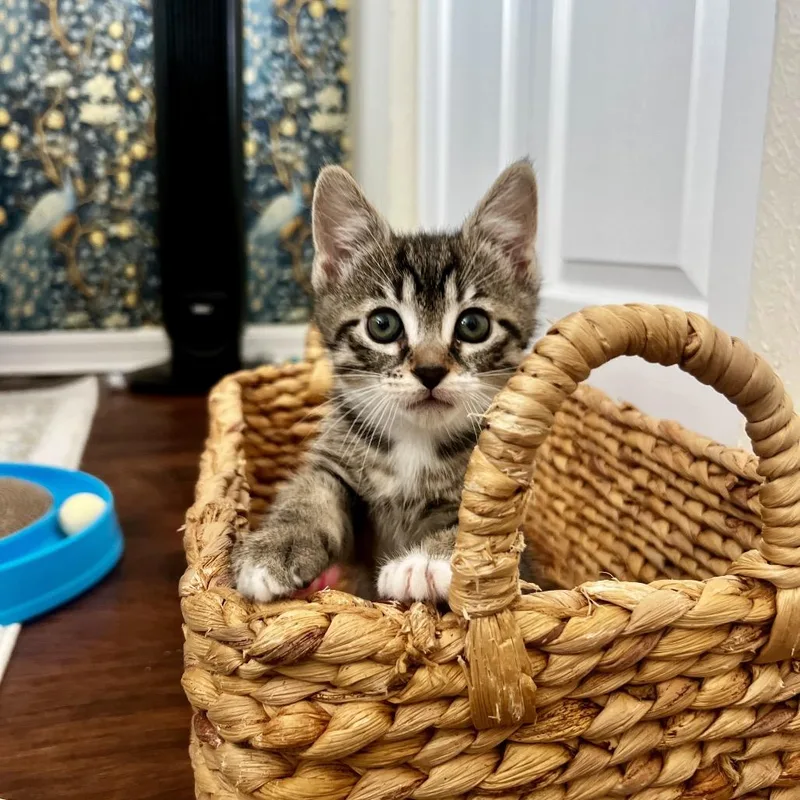 A baby small-sized female Gray / Blue / Silver Domestic Short Hair cat named Murphy Girl for adoption in Juno Beach, FL