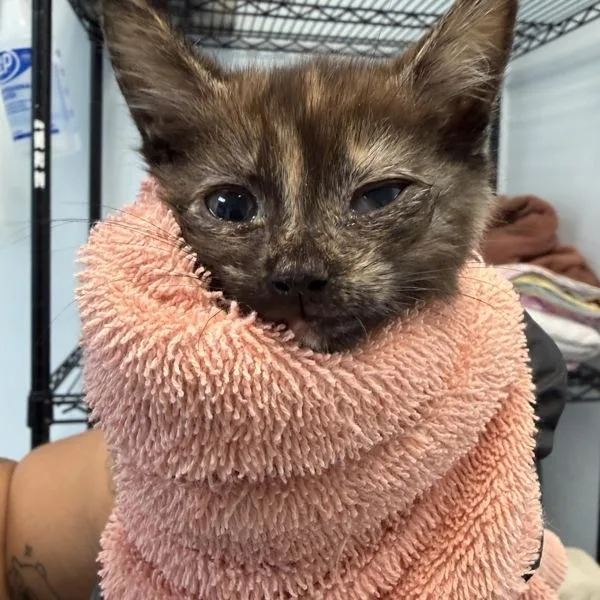 A baby small-sized female Domestic Short Hair cat named Finch for adoption in San Diego, CA