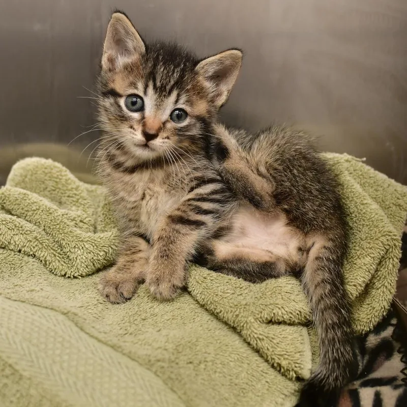 A baby small-sized female Brown / Chocolate Domestic Short Hair cat named Celeste for adoption in Ottawa, KS