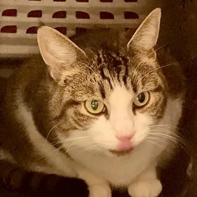 A senior large-sized male Domestic Short Hair cat named Butternut for adoption in Fairport, NY