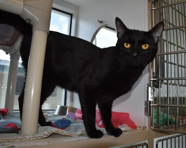 An adult medium-sized male Domestic Short Hair cat named Dark Moon for adoption in Sarasota, FL
