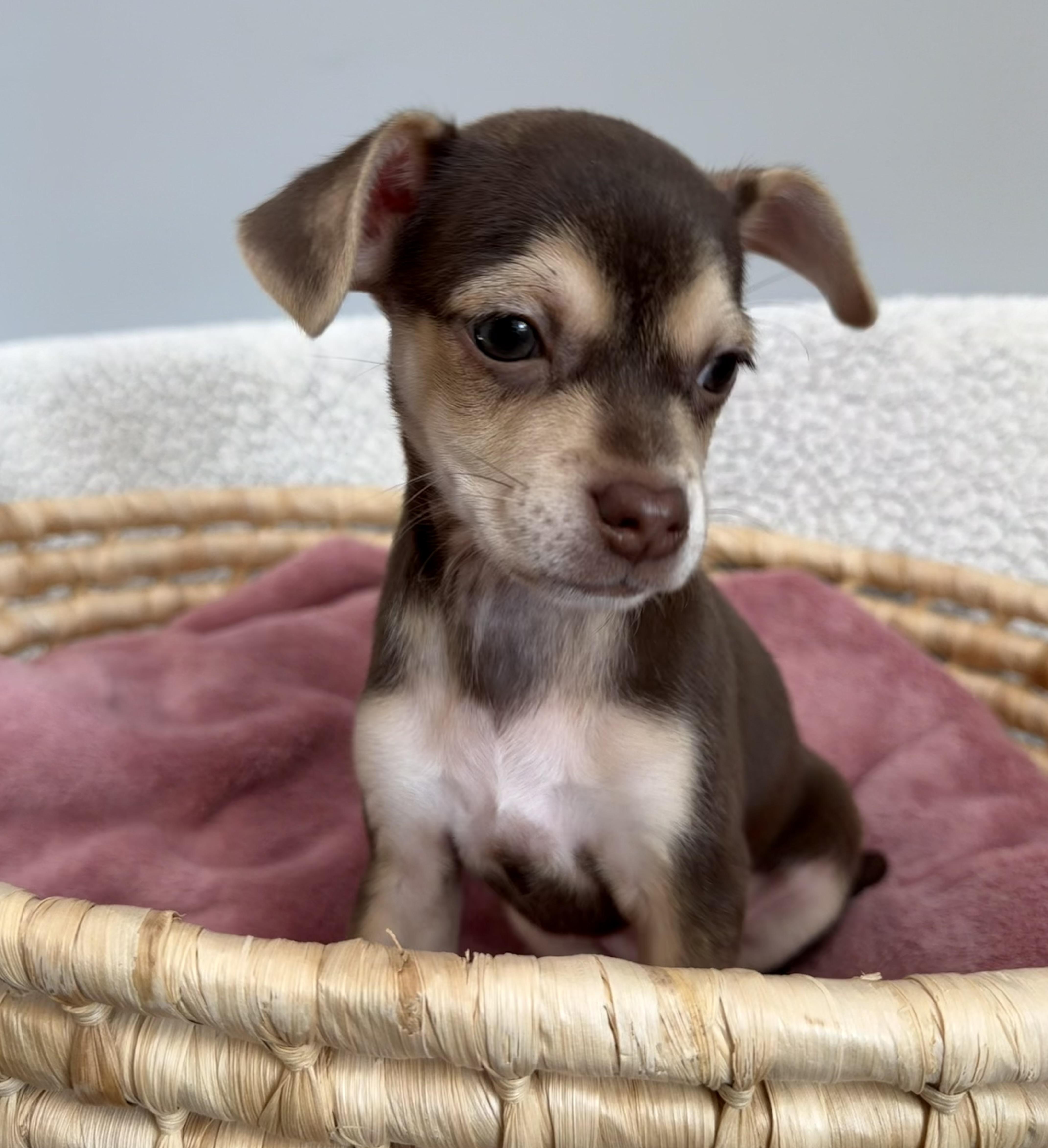 A baby small-sized female Brown / Chocolate Beagle dog named Wren for adoption in Lawrenceville, GA