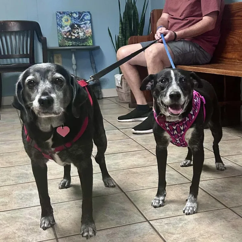 Jessie & Bonnie thumbnail 5