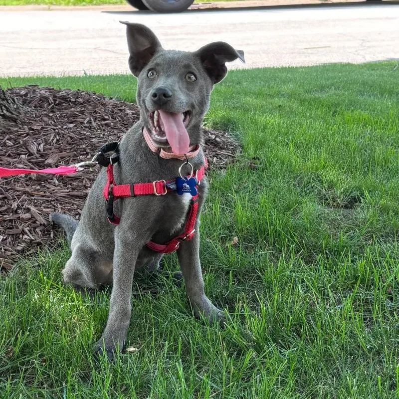 A baby small-sized female Gray / Blue / Silver Terrier dog named Penelope for adoption in St. Charles, IL