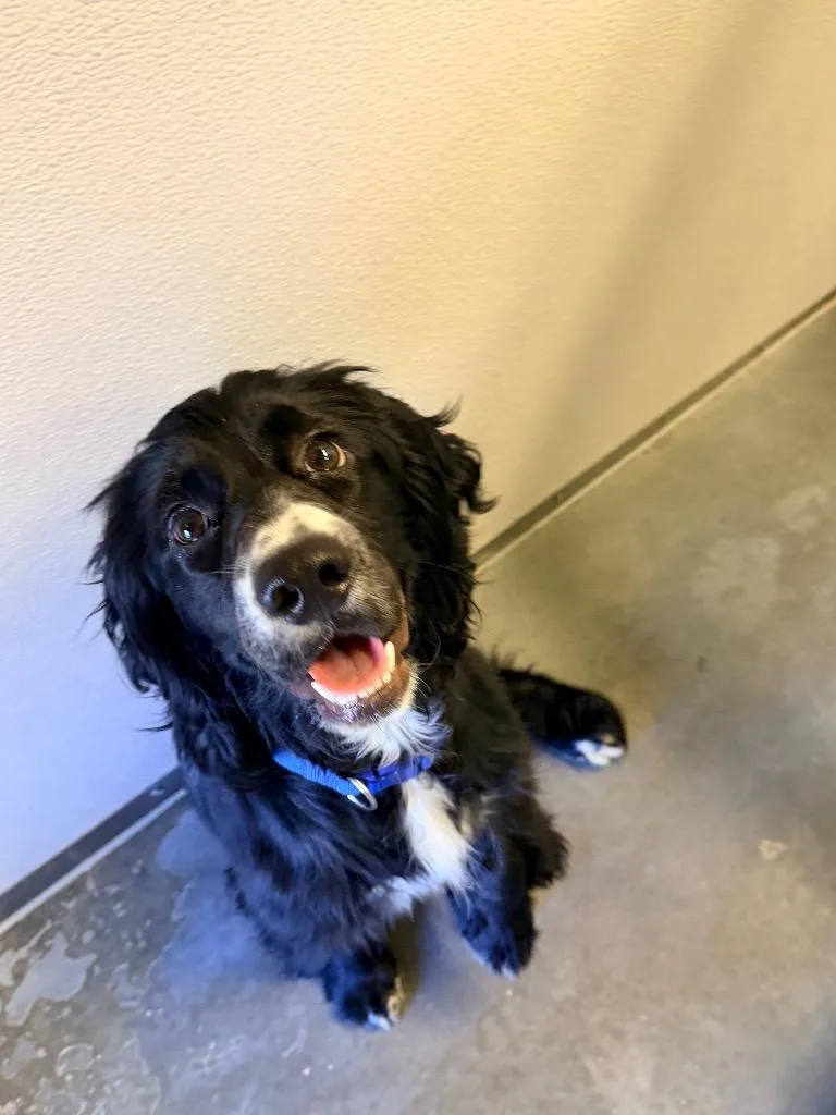 A young medium-sized male Cocker Spaniel dog named Milo for adoption in Neosho, MO