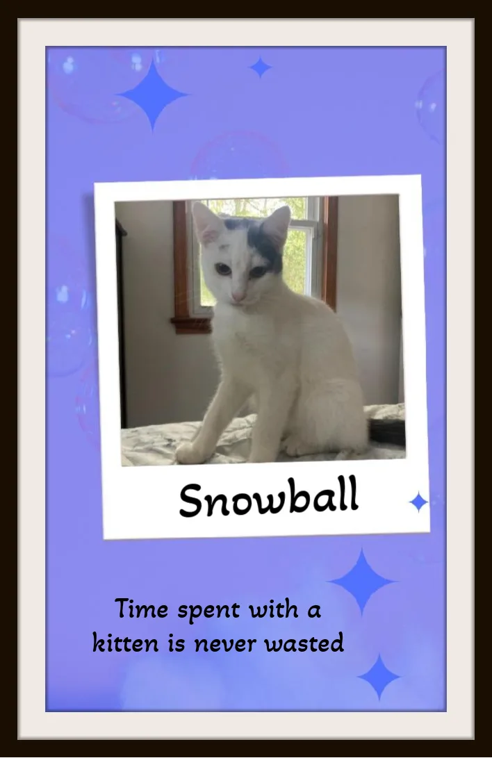 Snowball  Your One
