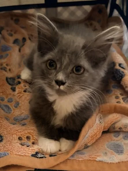 A baby small-sized female Domestic Short Hair cat named Bolivia for adoption in Chatsworth, CA