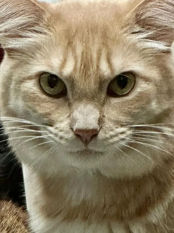 Orange Roughy thumbnail 2