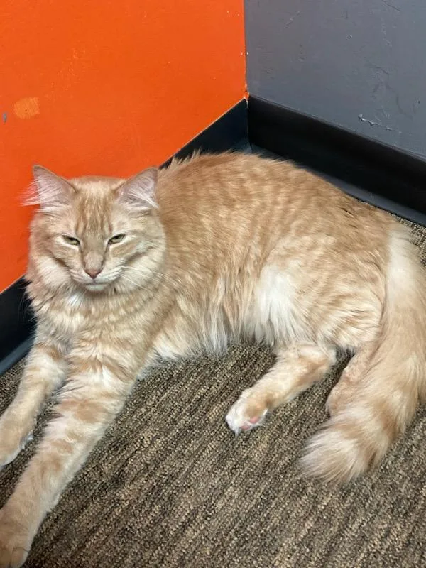 Orange Roughy thumbnail 3