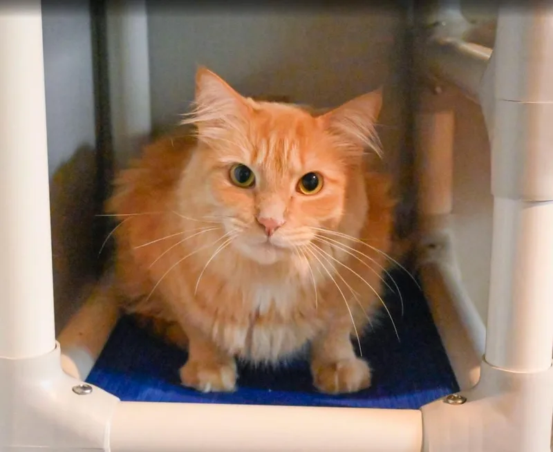 Orange Roughy thumbnail 4