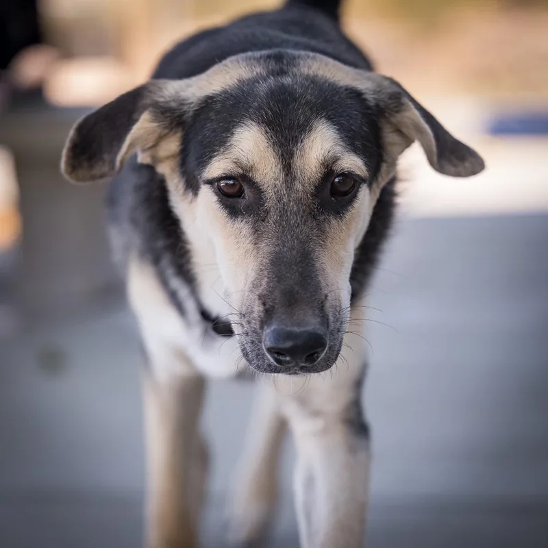 A baby large-sized male Shepherd dog named Bow for adoption in Twentynine Palms, CA