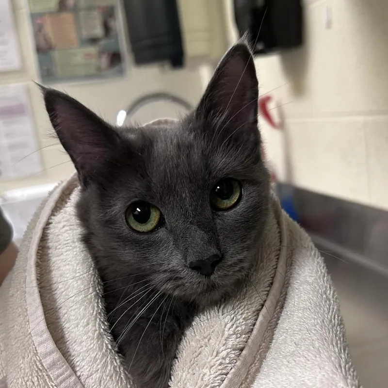 A young medium-sized female Gray / Blue / Silver Domestic Long Hair cat named Nokia for adoption in Asheville, NC