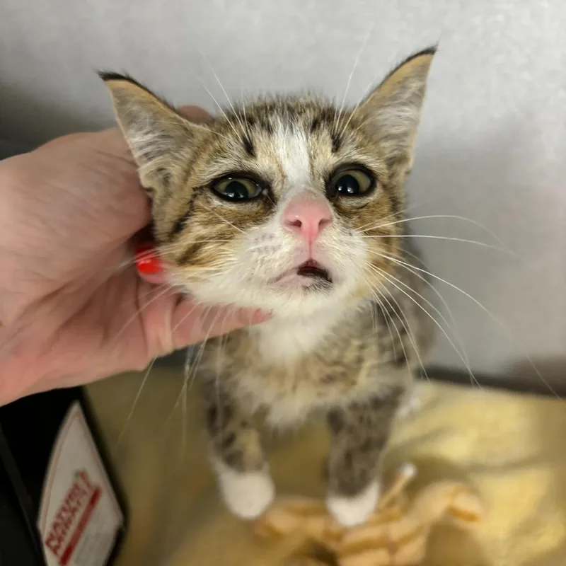 A young small-sized male Domestic Short Hair cat named Iguana for adoption in Los Angeles, CA