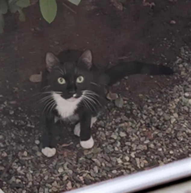 A young small-sized female Domestic Short Hair cat named Mom for adoption in Centerville, MA