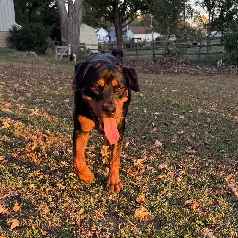 A young large-sized female Rottweiler dog named Ella for adoption in Indianapolis, IN