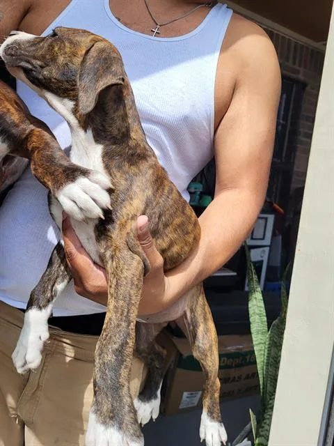 A baby large-sized male American Staffordshire Terrier dog named Cricket for adoption in San Antonio, TX