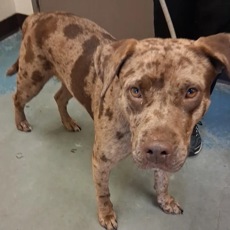 A young medium-sized male Brown / Chocolate Mixed Breed dog named Newbie for adoption in Memphis, TN