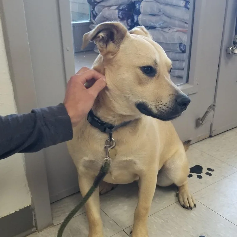 A young medium-sized male Yellow / Tan / Blond / Fawn American Staffordshire Terrier dog named Scout for adoption in Taos, NM