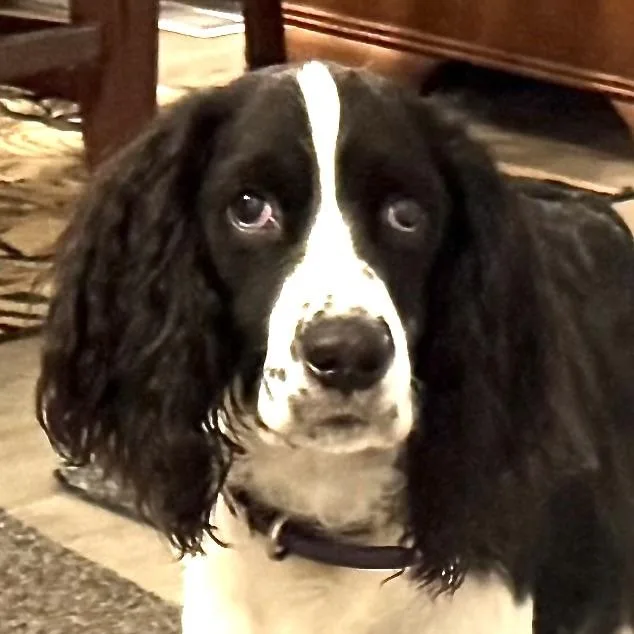 An adult medium-sized male Black English Springer Spaniel dog named Pepper s for adoption in Sequatchie, TN
