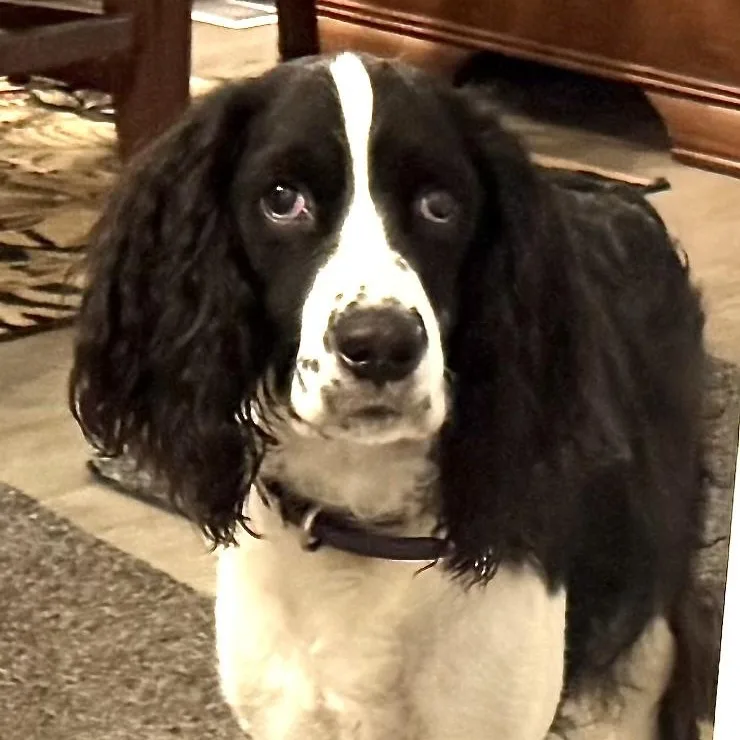 Pepper s thumbnail 4